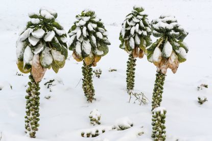 Brussel Sprout Crops Covered In Snow