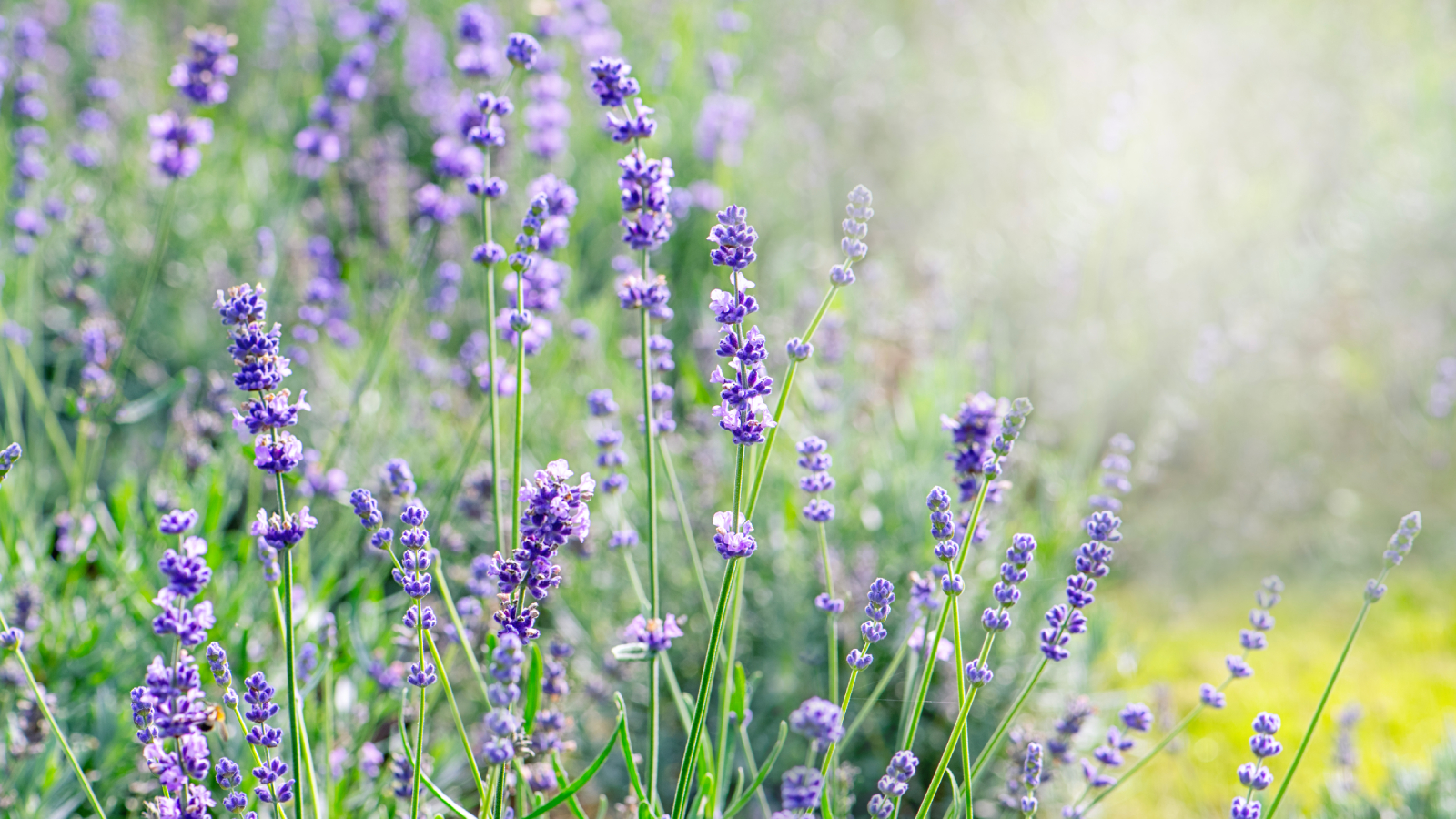 Light purple types of lavender flowers in garden