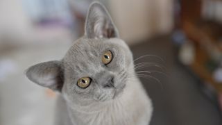 A blue Burmese kitten posing with a cute head twist