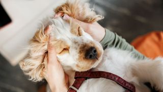 dog lying on owners lap enjoying head massage