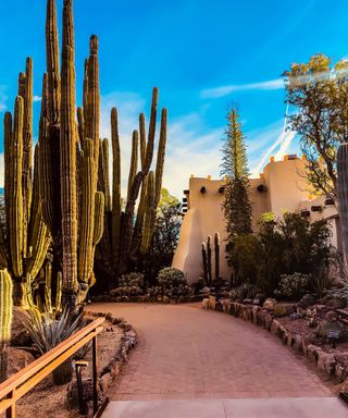 Desert Botanical Garden, Phoenix, United States