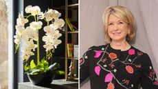 Martha Stewart's orchids