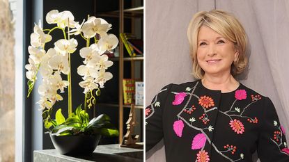 Martha Stewart's orchids