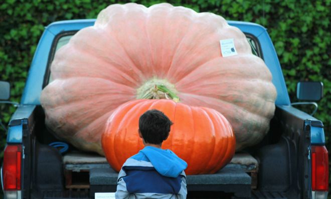 Giant pumpkin