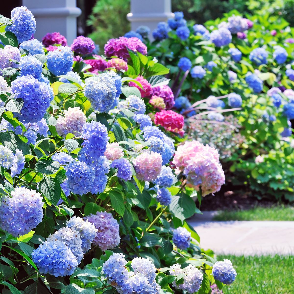 8 Stunning Shrubs For Front Yards To Add Instant Curb Appeal