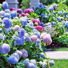 Front yard with blue hydrangea