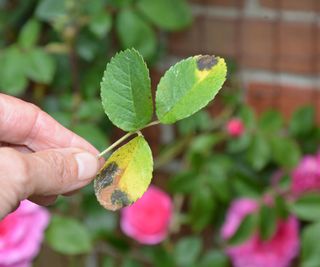 Rose leaf from a 'Gertrude Jeykll' affected by black spot