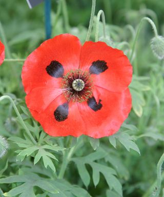 The poppy variety 'Ladybird' has red petals with black central blotches