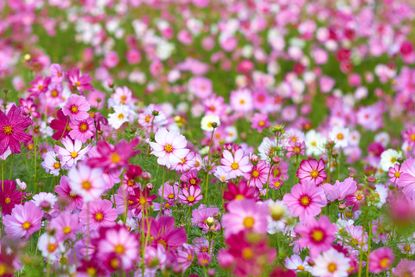 field of pink and white cosmos