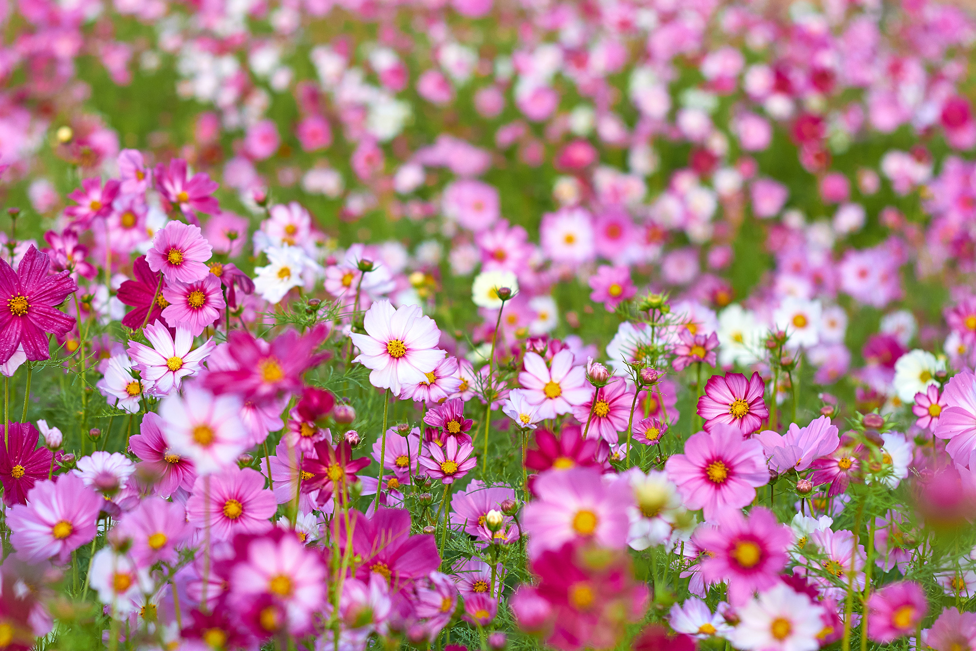 How to grow cosmos: expert tips on when and where to plant |