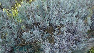 Freshly pruned lavender bush, trimming dead branches and flowers