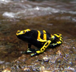 Poison dart frog