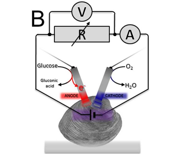 Electrodes implanted in a living clam harvest energy from the animal's gluose blood sugar.