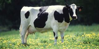 cow-standing-100402-02
