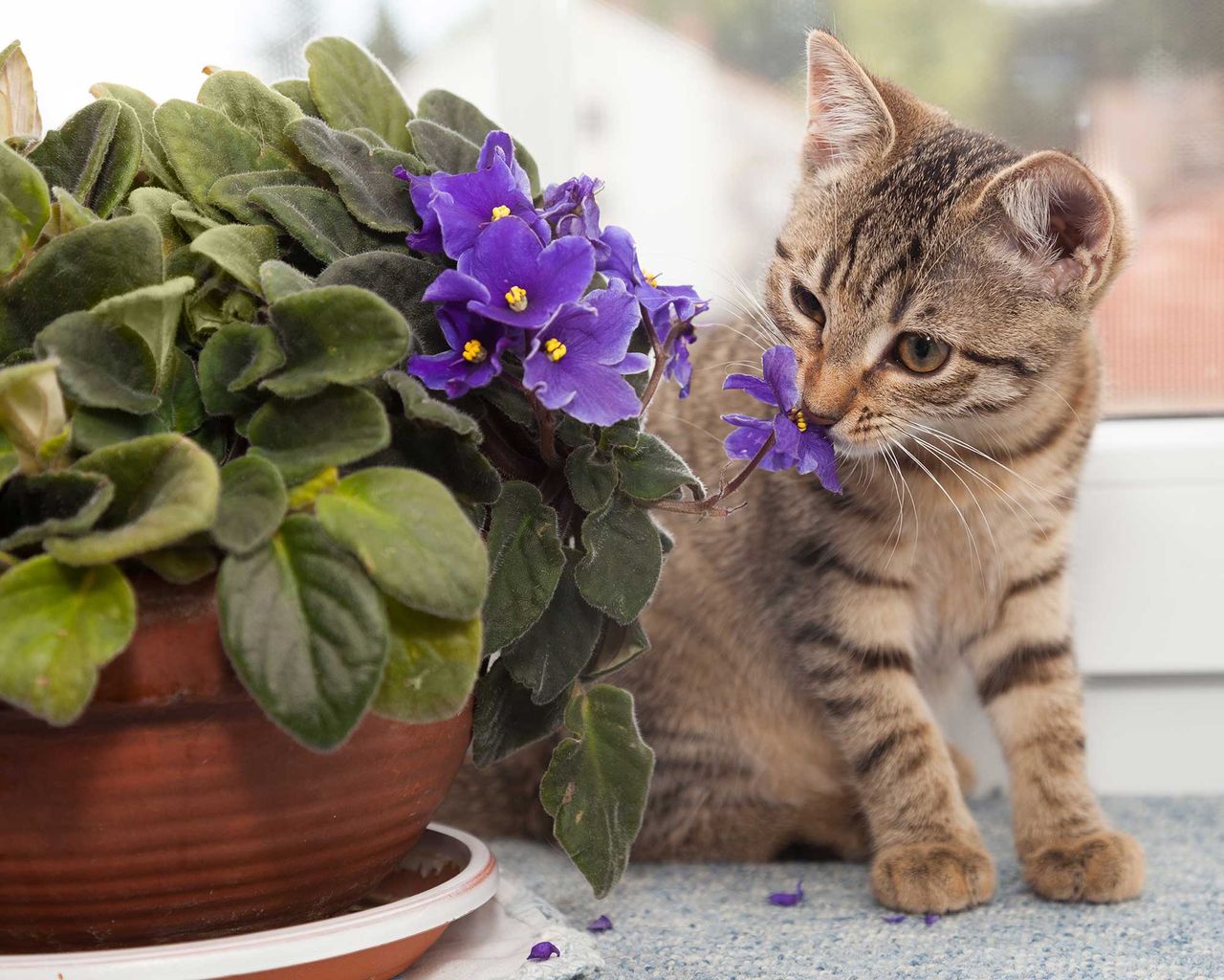 Image showcasing 10 houseplants that are not toxic to cats — plus pro advice | Real Homes