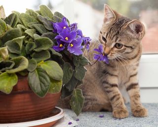 striped kitten sniffing a purple potted African violet on windowsill
