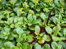 Bok Choy Plant