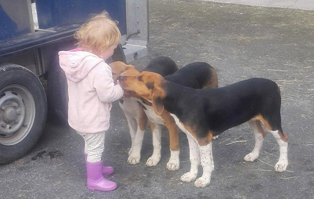 4 Co Limerick puppies