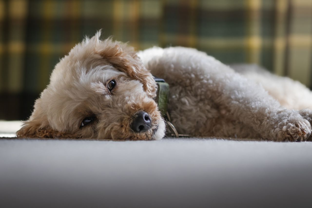 A dog lying on a carpet