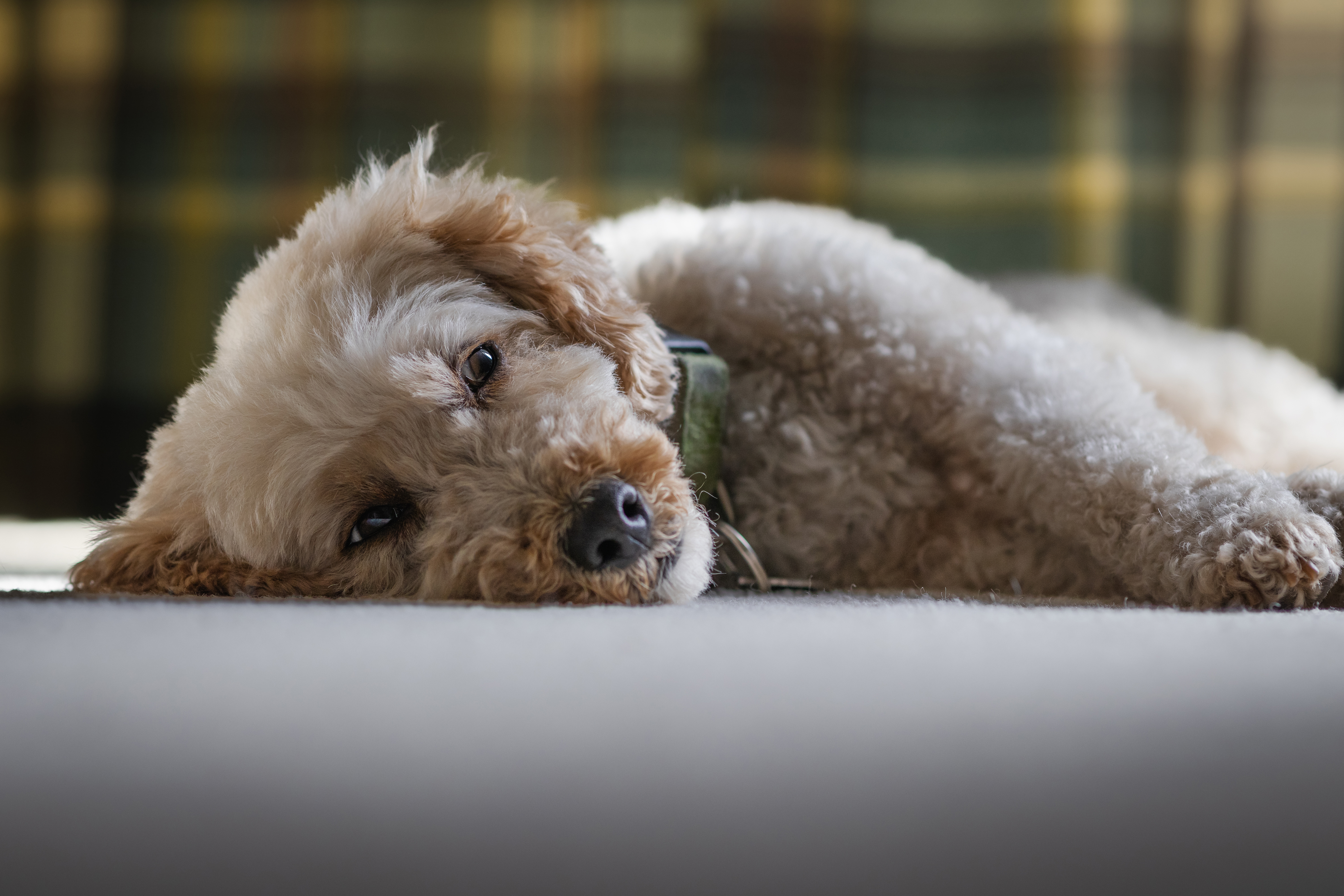 A dog lying on a carpet