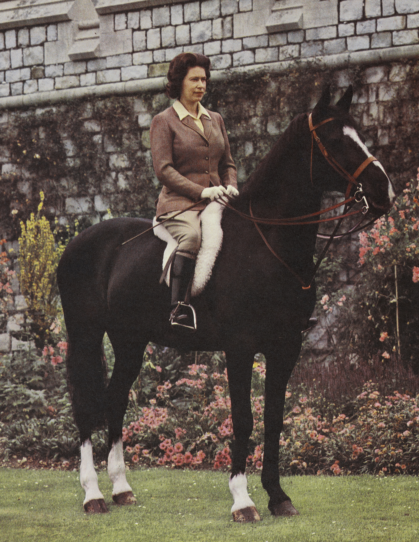 Betsy is one of The Queen's favourite horses that she rode