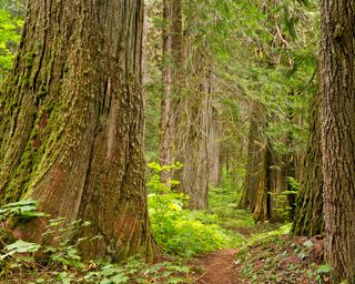 Giant Western Red Cedar trees growing along the Big Beaver Valley Trail section of the Pacific Northwest Trail