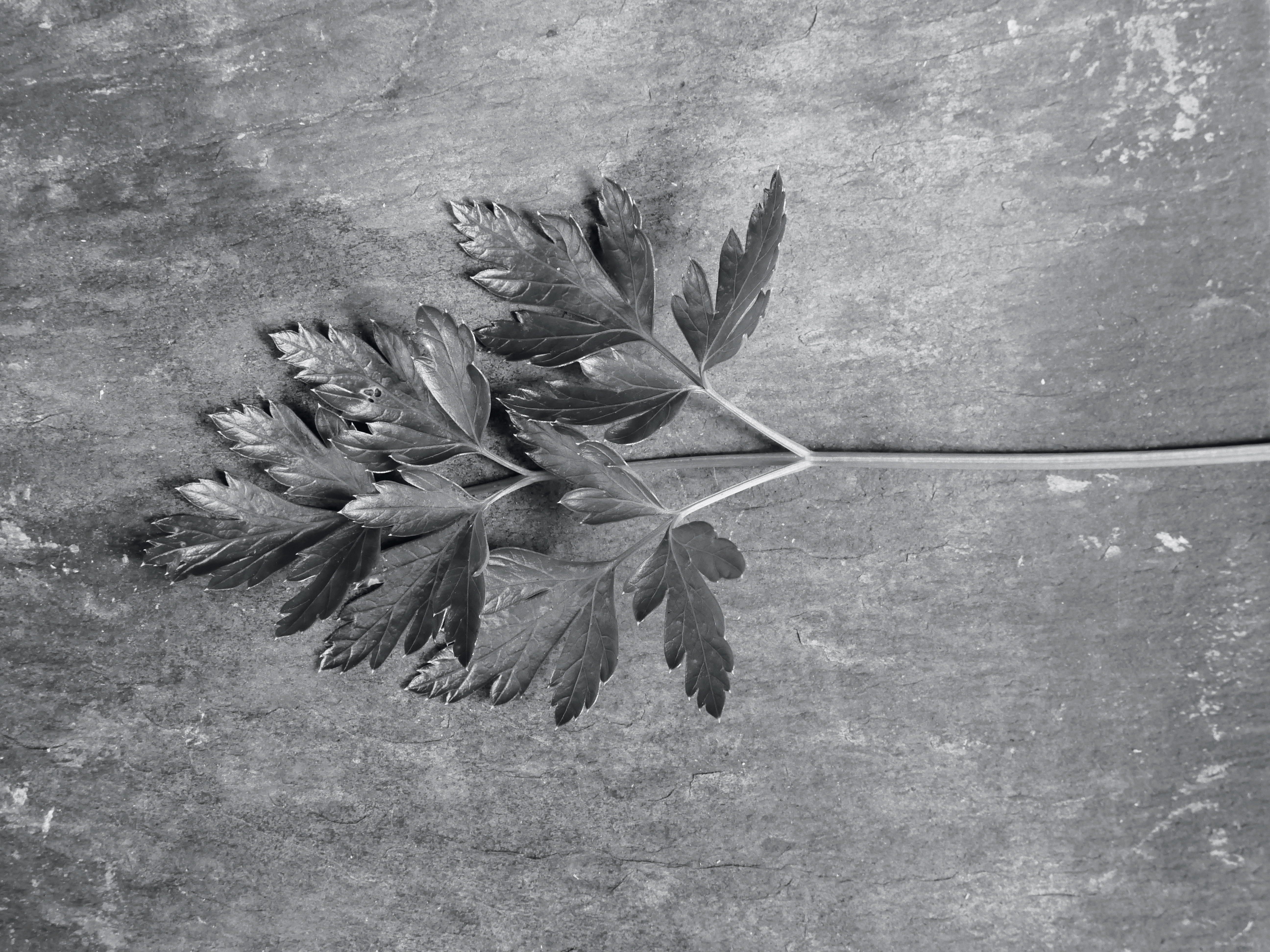 This shot was taken using the GX8’s Monochrome Photo Style, with the contrast boosted to its maximum setting and a red filter effect applied to darken the green foliage.