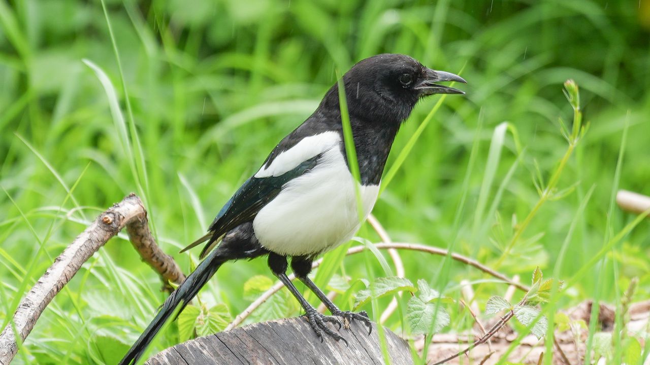 A picture of a magpie on a tree stump in a field, zoomed in for more detail on the bird.