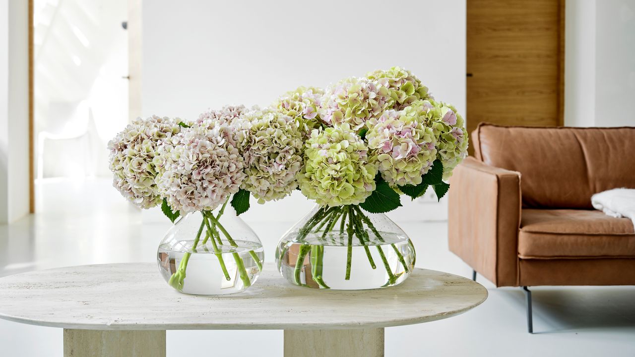 Hydrangeas in a vase