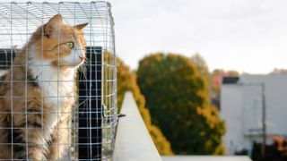 Cat in catio