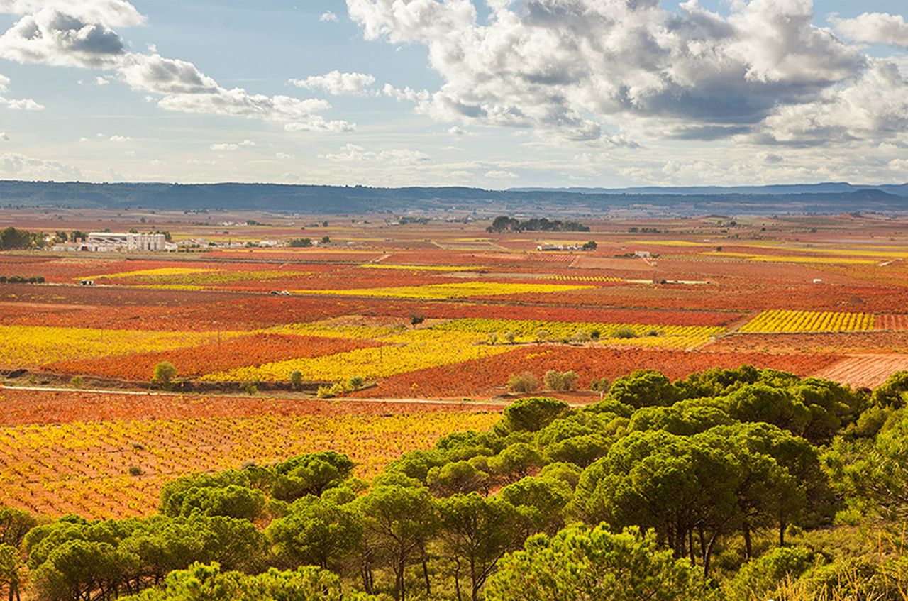 View over green trees onto red and yellow vineyards