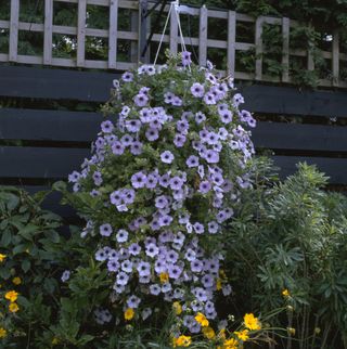 how to grow petunias: hanging baskets
