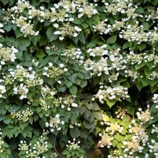 Climbing hydrangea plant
