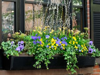 window box with pansies and ivy