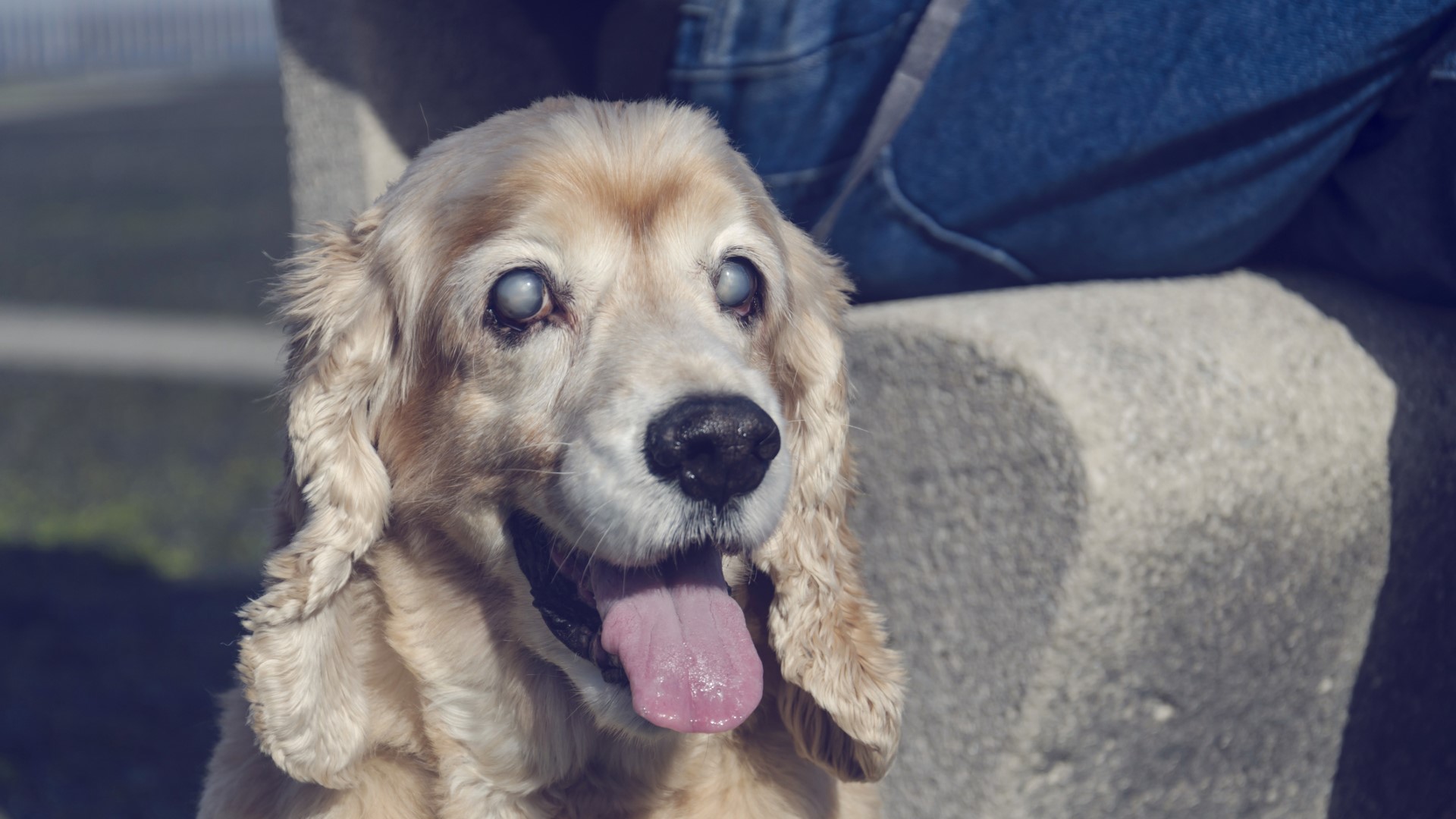 close up of a senior cocker spaniel with cataracts