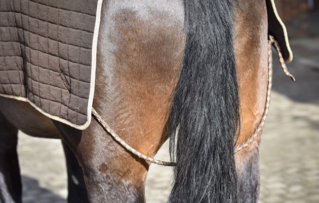 Thermatex trainer rug review