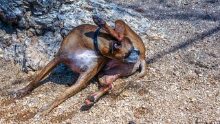 A female boxer dog is in heat and licking her rear end