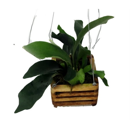 Staghorn Fern - Platycerium Biforcatum - Exotic - 6" Wooden Hanging Basket
