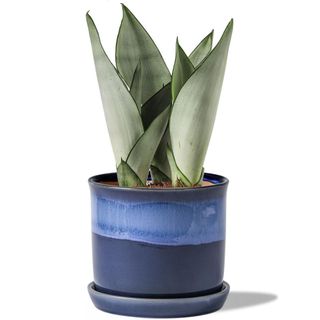 Gradient Blue Ceramic Planter