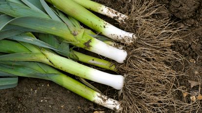 Fresh homegrown leeks in a garden