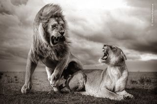 Mating lions against a backdrop of storm clouds lit by the setting sun