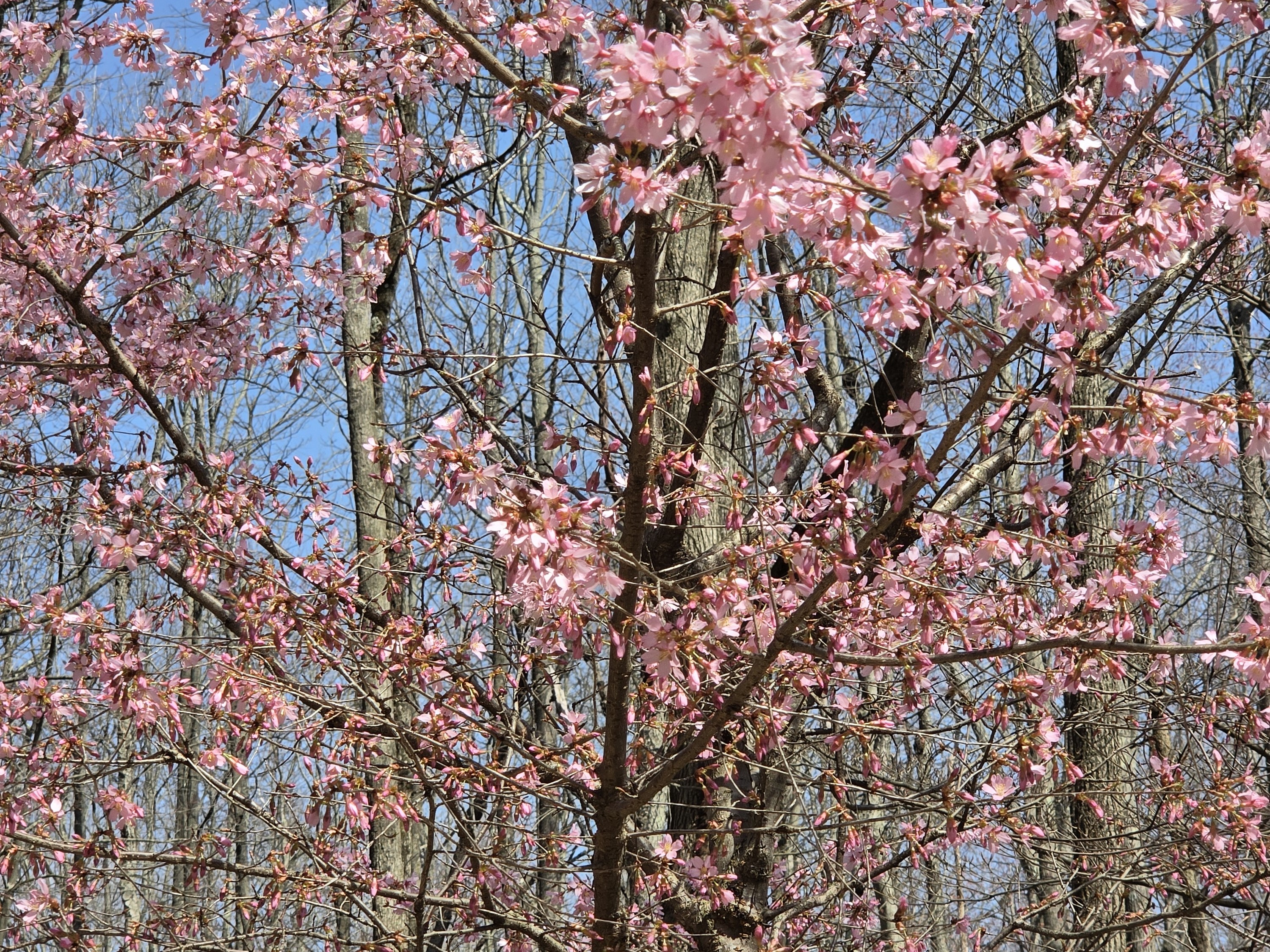 Samsung Galaxy S26 Plus Review Camera Samples