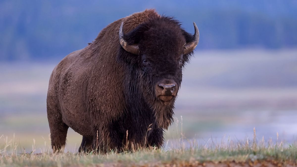 'He's going right at him' – Yellowstone tourist ignores signs of enraged bison