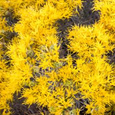 rubber rabbitbrush in full bloom showing yellow flowers