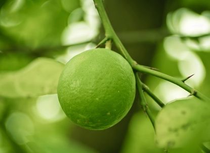 Green Lemons On Tree