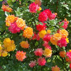 orange and pink roses 
