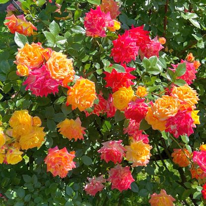 orange and pink roses