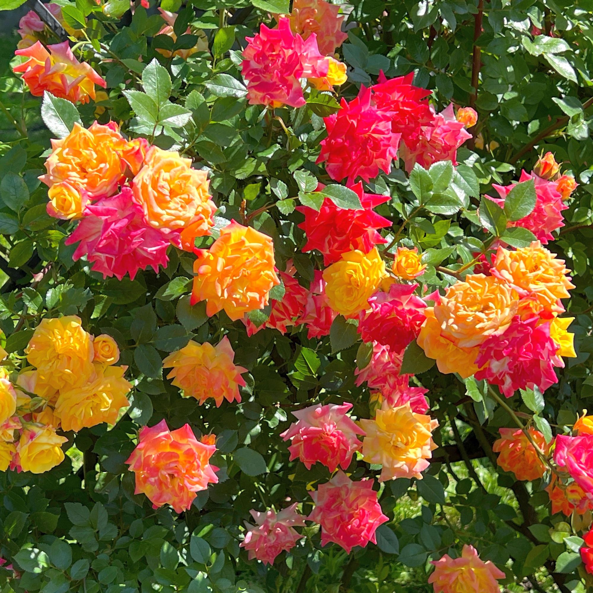 orange and pink roses 