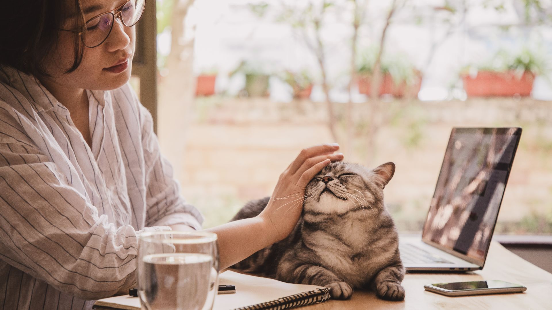 American shorthair sitting on desk