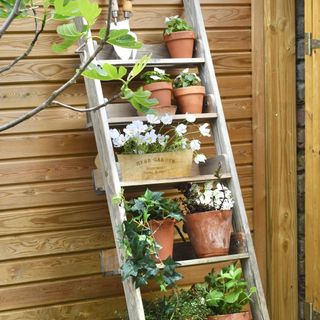 White ladder shelves with potted plants